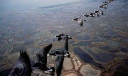 Les oiseaux migrateurs sont à l’origine de la propagation du virus.