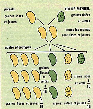 Avec ses expériences sur les petits pois, Mendel a découvert l’existance des gènes.