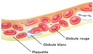Le sang est composé de quatre éléments principaux : les globules rouges, les globules blancs, les plaquettes et le plasma.