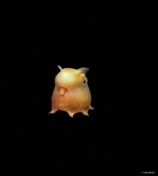 Grimpoteuthis sp. ou Poulpe Dumbo.