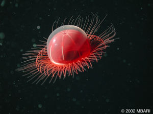 Méduse Benthocodon sp.