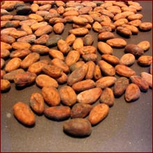 Les hommes ont toujours attribué des pouvoirs bienfaisants au chocolat : arbre de vie chez les Mayas,  considéré comme aphrodisiaque par les Aztèques, il fut utilisé comme potion magique par Casanova ...