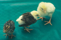 Chimère caille-poulet et témoins caille et poulet au même stade © CNRS Photothèque.