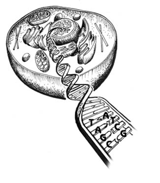 Le gène est une unité génétique occupant une position précise sur un chromosome et est constitué d’ADN.