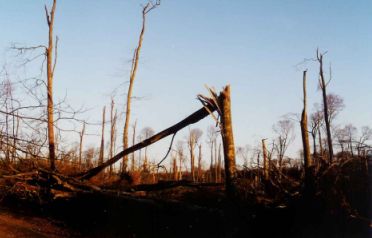 Tempête de décembre 1999
