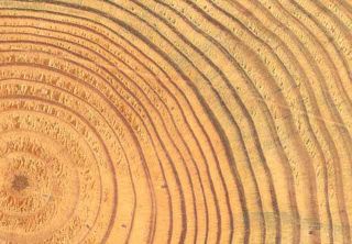 La largeur des cernes est un témoignage des conditions extérieures que supportait l’arbre pendant cette période. L’analyse précise des cernes du bois peut donc être un moyen de datation de phénomènes à l’échelle "historique".