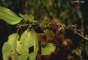 Strychnopsis thouarsii, plante malgache
