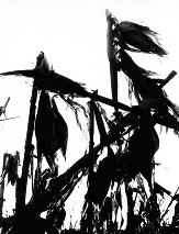 Lucien Clergue : Mas Camargue, 1960