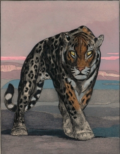 Paul Jouve. Illustration du livre "Une passion dans le désert" de Balzac