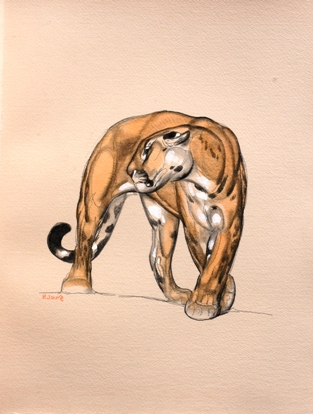 Paul Jouve. Illustration du livre "Une passion dans le désert" de Balzac