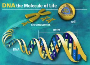 Un ruban d’ADN se trouve dans le noyau de chaque cellule