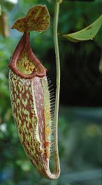 Le népenthès, plante carnivore, redouble d’ingéniosité pour digérer ses proies