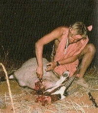 Le premier geste des Bushmen après la chasse : percer l’estomac des ruminants pour boire.