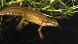 Grâce à ses cellules souches, le triton, dispose d’une capacité de régénération extraordinaire. Si est un membre est sectionné, il repousse purement et simplement