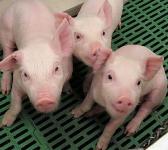 Porcelets transgéniques dont la chair contient des acides gras oméga-3. A gauche un porcelet non-transgénique de la même portée