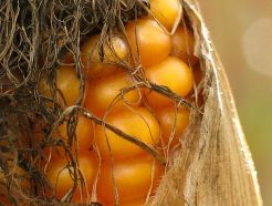 Suite au moratoire sur les cultures d’OGM en France, le gouvernement a pris la décision début 2008 de retirer les cultures de maïs transgénique MON 810 pour cette année