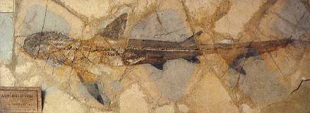 Requin conservé avec l’empreinte des parties molles dans le gisement éocène de Monte Bolca, Italie