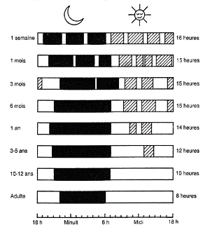Durées moyenne de sommeil à différentes étapes de la vie