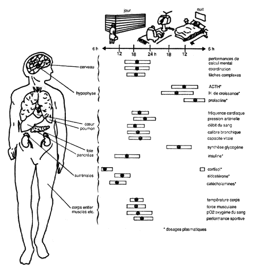 La structure temporelle résulte probablement d’une adaptation des espèces aux variations périodiques et prévisibles de l’environnement liées à la rotation de la Terre sur elle-même en environ 24 heures. Le maximum des performances du système nerveux, des muscles, du cœur, des poumons se situe vers le milieu de la journée. Les pics des activités endocriniennes qui préparent les activités diurnes cérébrales, neuro-motrices, apparaissent la nuit. La Recherche n° 132, avril 1982