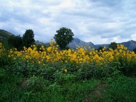 Champ de topinambour