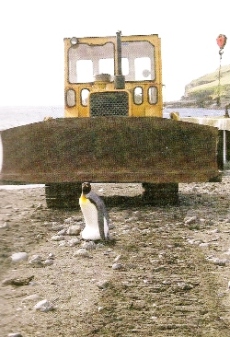 Dérangement dans les îles subantarctiques, manchot royal couvant son œuf