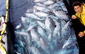 Pêche au thon rouge