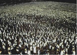 Colonie de manchots royaux (Aptenodytes patagonicus) aux îles Crozet