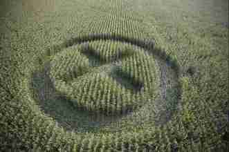 Le champ OGM de Claude Menara avait été immortalisé par le photographe Yann Arthus Bertrand, membre de l’Académie des beaux-arts