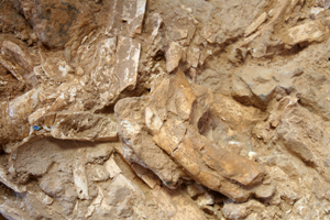 Mise au grand jour d’ossements