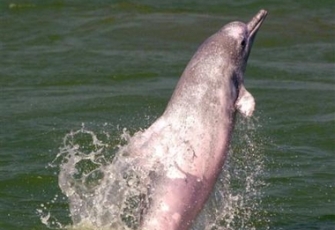 Parmi les espèces disparues récemment, le dauphine blanc de Chine
