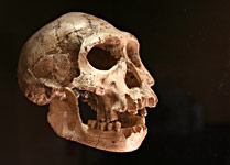 Le crâne de l’homme de Dmanisi exposé au Musée de Préhistoire des Eyzies de Tayac en Géorgie