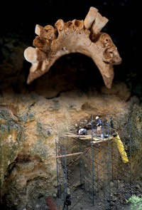 Mandibule de Sima del Elefante, 1 200 000 ans, découverte en 2007