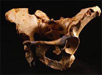 Pelvis Homo heidelbergensis, 500 000, Sima de los Huesos