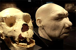 Reconstitution du visage d’un Homo-antecessor