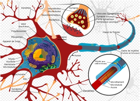 Schéma complet d’un neurone