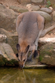 Wallaby d’Australie