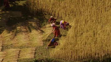 Récolte de blé dans la vallée du Dadès, Maroc (31°26’ N – 6°01’ O)