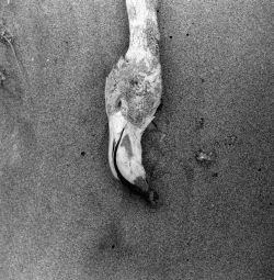 Lucien Clergue, Flamants morts, Faraman, 1956