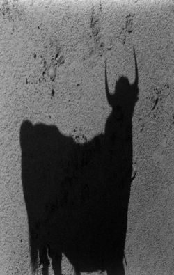 Lucien Clergue, L’ombre du Taureau, 1989