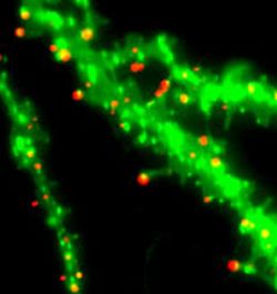 Diffusion de surface de récepteurs glutamatergiques AMPA