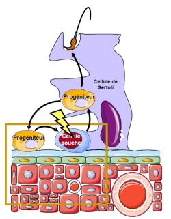 Reprogrammation en cas de lésion du testicule