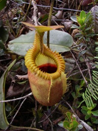 Nepenthes