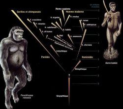 Evolution de l’Homme selon Yves Coppens