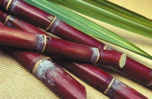 Canne à sucre