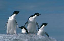 Manchots Adélie
