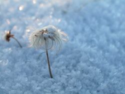 Végétation arctique