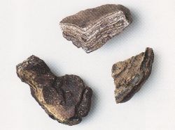 Trois morceaux d’ambre gris. Collection particulière © D.R