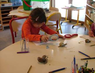 A la rencontre des escargots © DR