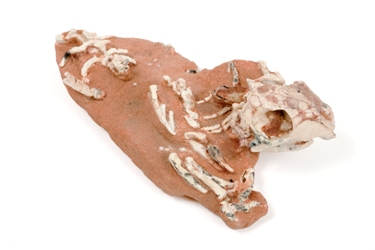 Tombaatar est un multituberculé, un groupe de mammifères aujourd’hui éteint mais particulièrement florissant au crétacé. Comme les rongeurs actuels, Tombaatar a des incisives coupantes et des molaires broyeuses qui lui permettent de manger des végétaux durs. Il vit sans doute dans un terrier qu’il ne quitte que la nuit.