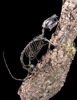 Plesiadapis appartient à un groupe frère des primates qui s’est éteint au début de l’éocène. Il grimpait en s’accrochant avec ses griffes aux troncs et aux branches comme les écureuils actuels.